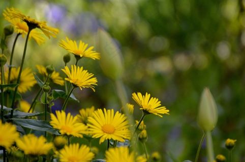 鲜花，黄色，花园，植物，自然，黄色的花