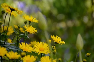 鲜花，黄色，花园，植物，自然，黄色的花