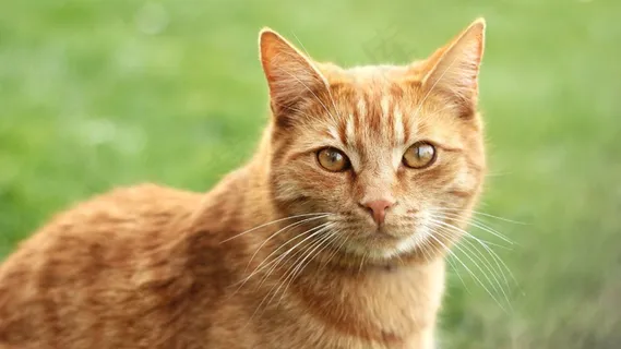猫,红发,雄猫,哺乳动物,头,动物 猫,红发,雄猫,哺乳动物,头,动物
