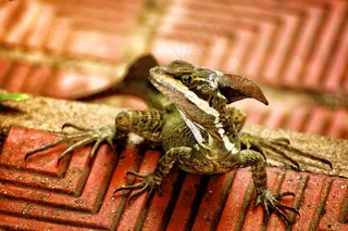 爬行动物，蜥蜴，动物，自然，野，野生动物，绿色