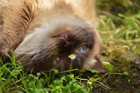 猫，英国短毛猫，毛皮，棕色，米色，可爱，甜