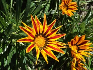 花，黄色，橙色，性质，春天，盛开，开花