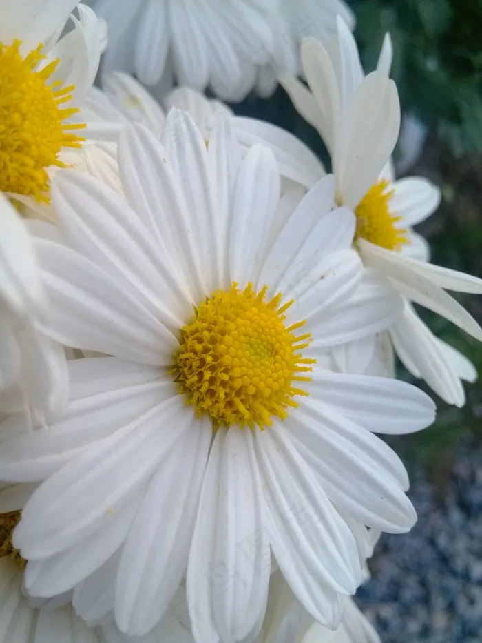 菊花，花，野生