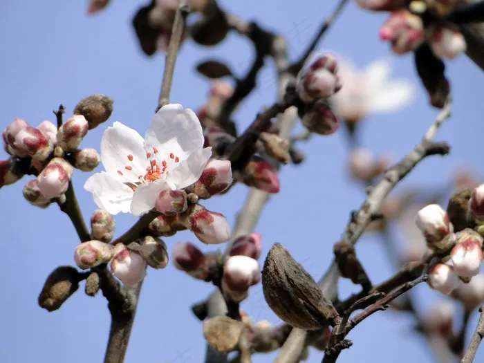 杏仁花，鲜花，杏仁树，杏仁，粉红色