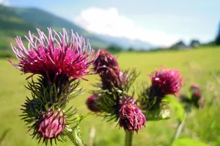 蓟，鲜花，盛开，植物，花，紫，性质