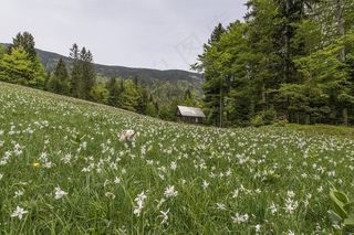 大自然，字段，草地，鲜花，盛开，盛开
