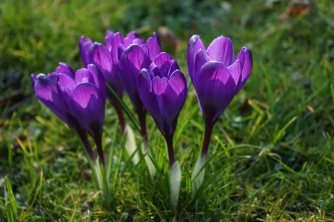 番红花,鲜花,紫色,关闭,春天,Bühen,多彩 番红花,鲜花,紫色,关闭,春天,Bühen,多彩