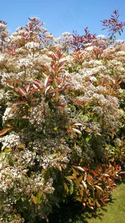 光泽枸杞，布什，红罗宾，红色，花园