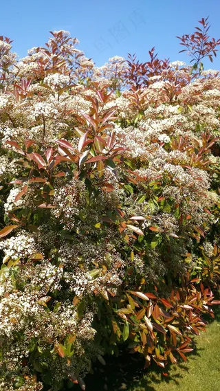 光泽枸杞，布什，红罗宾，红色，花园