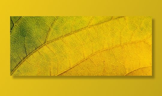 叶子，结构，秋天的叶子，自然，绿色，自然