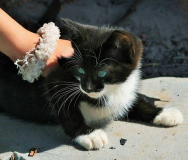 小猫，抚摸，抚摸，渺小，猫，黑色，白色