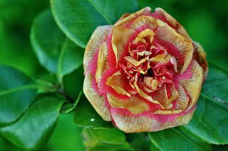 花，开花，盛开，花瓣，粉红色，黄色，红色，植物