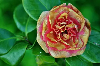 花，开花，盛开，花瓣，粉红色，黄色，红色，植物