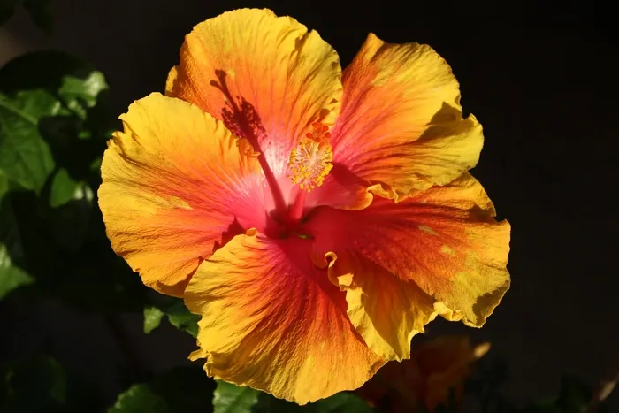 花，大自然，春天的花朵，盛开