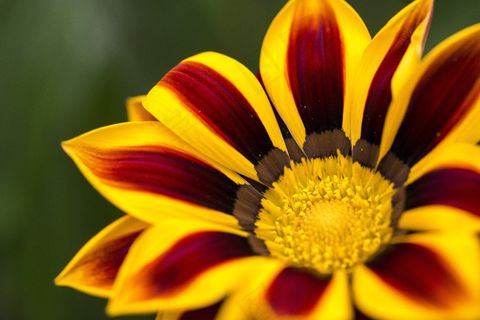 花，特写，自然，春天，植物，盛开，开花