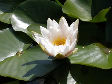 白睡莲,白花,花 白睡莲,白花,花
