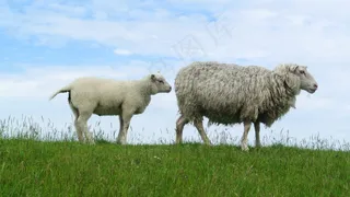 羊，羔羊，Texelschaf，特塞尔，堤，动物