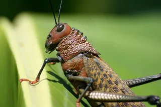 蚱hopper，昆虫，哥斯达黎加