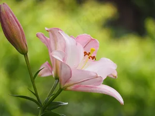 百合，鲜花，百合科，初夏的花朵，粉红色