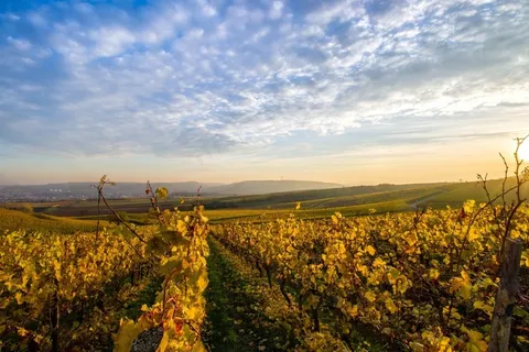 景观，天空，葡萄园，小山，太阳，云，自然