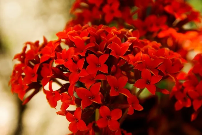 鲜花，红色，花园，植物
