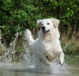 金毛寻回犬,水,狗,夏天,湖泊,自然 金毛寻回犬,水,狗,夏天,湖泊,自然
