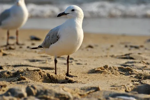 鸟，海，生物，放牧的鸟，白色，棕色