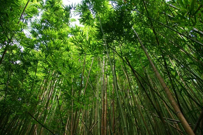 竹，森林，远足，植物，树，绿色，自然