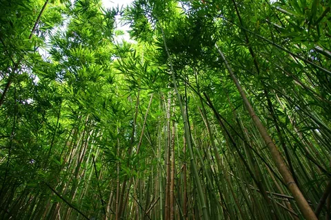 竹,森林,远足,植物,树,绿色,自然 竹,森林,远足,植物,树,绿色,自然