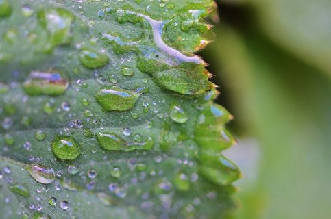 叶子,水,自然,绿色,拖放,植物,夏天 叶子,水,自然,绿色,拖放,植物,夏天