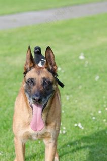 埃尔斯特，玛利诺犬，动物友谊，动物友谊