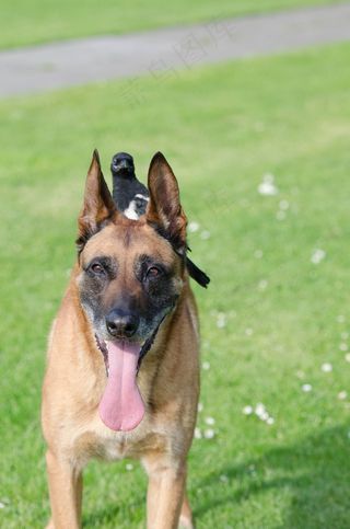 埃尔斯特，玛利诺犬，动物友谊，动物友谊