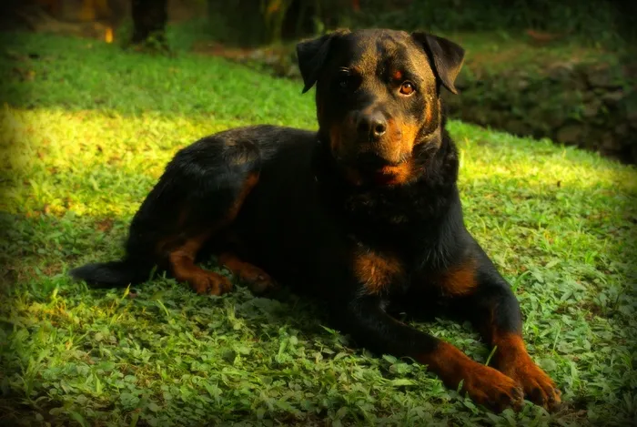 罗威纳犬，狗，自然