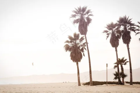 egal,树,just one of those things,椰树,椰子树,海海岸沙海洋