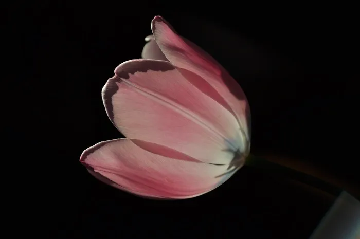 郁金香，花，粉红色，春天，花园，植物，鲜花