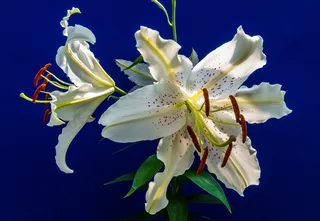 百合，开花，花，白，紫色圆点