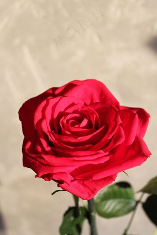 花，玫瑰，大自然，红色，Schnittblume，夏天，春天