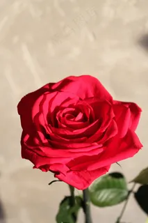 花,玫瑰,大自然,红色,Schnittblume,夏天,春天 花,玫瑰,大自然,红色,Schnittblume,夏天,春天