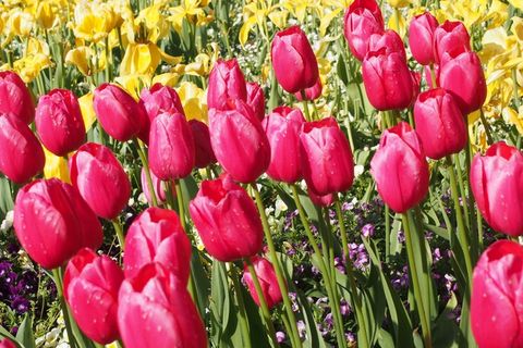 郁金香，水仙花，春天的花朵，鲜花，春天