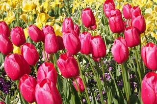 郁金香，水仙花，春天的花朵，鲜花，春天