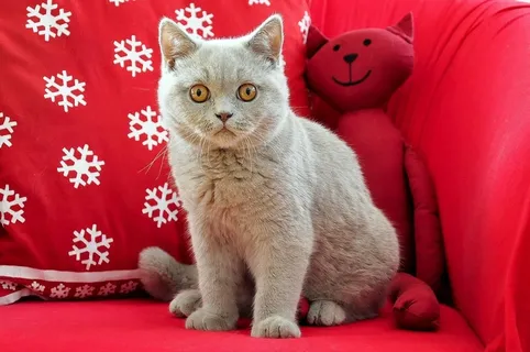 英国短毛猫,宿醉,年轻,年轻的猫 英国短毛猫,宿醉,年轻,年轻的猫