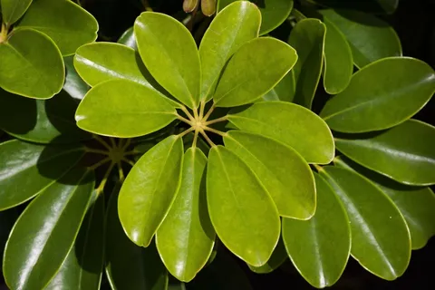 鹅掌柴,植物,叶子,整个,环形 鹅掌柴,植物,叶子,整个,环形