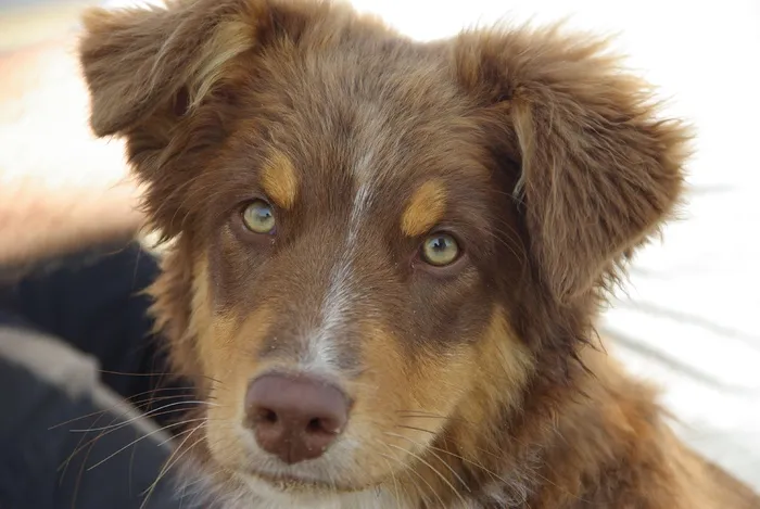狗，澳大利亚牧羊犬，宠物，动物肖像