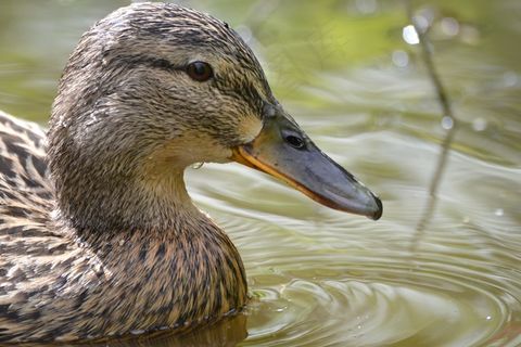 鸟，绿头鸭，水