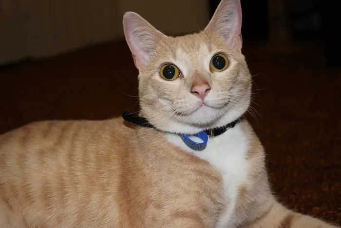 猫，性格开朗，微笑，快乐，微笑，笑，快乐