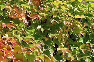 藤，秋季，叶子，金色的秋天，红色，黄色，绿色