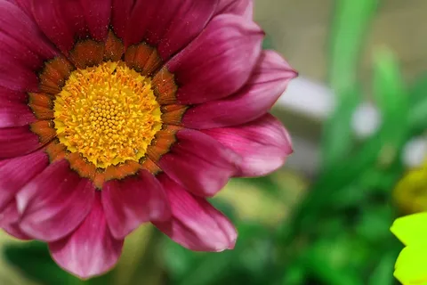 花,颜色,自然,雏菊,粉红色,宏 花,颜色,自然,雏菊,粉红色,宏