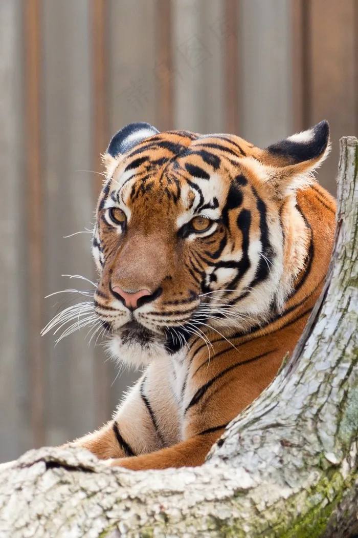 食肉兽，猫的，野生动物，虎，动物，猫