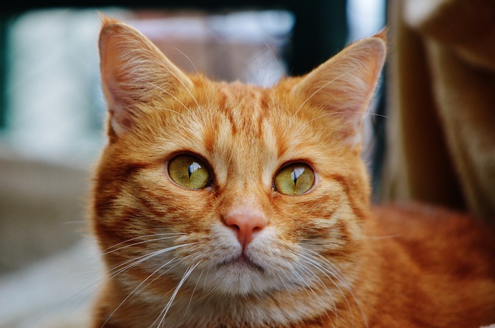 猫，宿醉，红色，可爱，鲭鱼，虎，甜