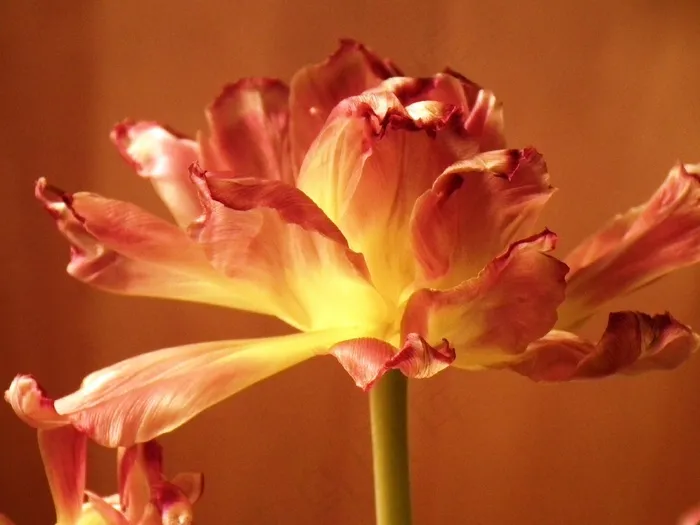 花，开花，盛开，郁金香，关闭，红色，黄色